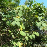 Marsdenia tenacissima (Roxb.) Moon